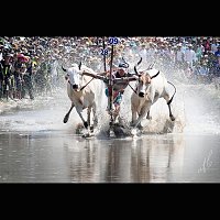 Lễ hội đua bò Bảy Núi, An Giang 
Ảnh: Đạt Lê